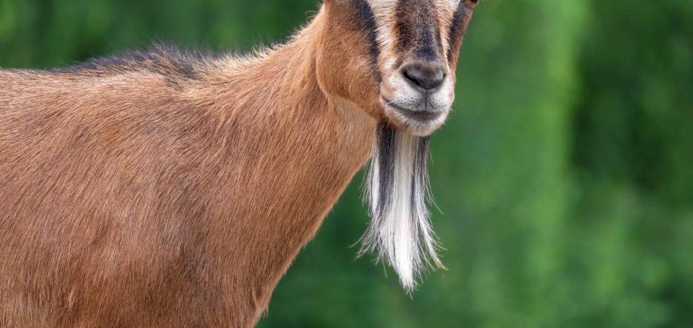 Eau du Goat: Why Do Goat Bucks Smell? - Grit